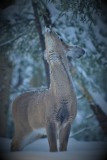 Whitetail Deer