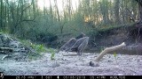 Carcass Cams