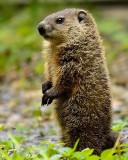 Other critters