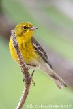 Pine Warbler