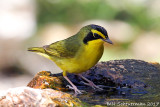 Kentucky Warbler