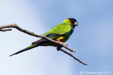 Black-hooded Parakeet