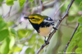 Black-throated Green Warbler