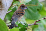 Blue Grosbeak