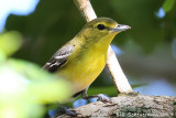 Yellow-throated Vireo