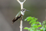 Bahama Woodstar