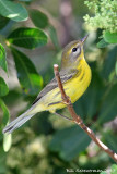 Prairie Warbler