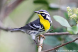 Yellow-throated Warbler
