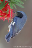 Black-throated Blue Warbler