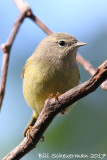 Orange-crowned Warbler