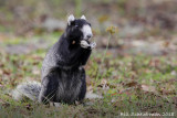 Florida (Sherman's)Fox Squirrel