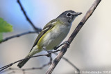 Blue-headed Vireo