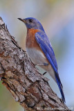 Eastern Bluebird