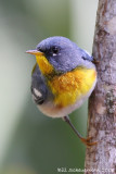 Northern Parula