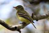 Yellow-bellied Flycatcher