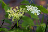 Woodland Scenes