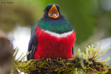 Masked Trogon