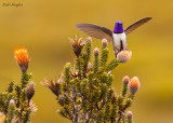 Ecuadorian Hillstar (Oreotrochilus chimborazo)
