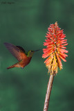 Chestnut-breasted Coronet
