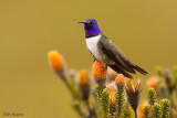 Ecuadorian Hillstar
