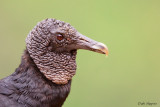 American Black Vulture (Coragyps atratus)