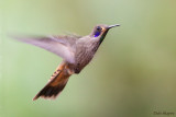 Brown Voilet-Ear