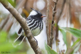 Black-crested Tit-tyrant (Anairetes nigrocristatus)