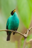 Green Honeycreeper