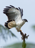Grey-backed Hawk (Leucopternis occidentalis)