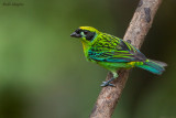 Green And Gold Tanager