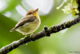 Yellow-throated Spadebill (Platyrinchus flavigularis)
