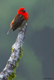 Madagascar