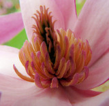 Flowers 11