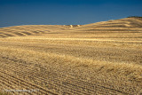 Amber Waves of Grain