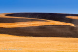 Amber, Brown and Blue
