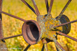 Lichens on Rust