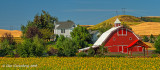 White House, Red Barn, Sunflowers