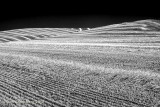The Palouse 2017