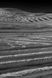 Infinite Waves of Texture