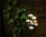 Wild Mushrooms