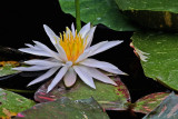 WATERLILIES AND LOTUS