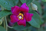 SAN DIEGO BOTANIC GARDEN