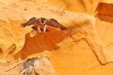 PEREGRINE FALCONS