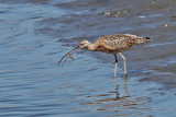 BIRDS IN SAN DIEGO COUNTY
