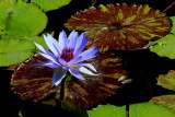 WATERLILIES AND LOTUS