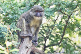 SAN DIEGO ZOO
