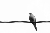 Black and White