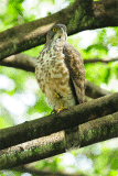 Crested Goshawk 09/11