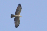 Oriental Honey-buzzard ( Pernis ptilorhynchus )