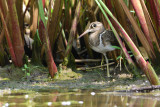 Greater Painted-snipe (Rostratula benghalensis)